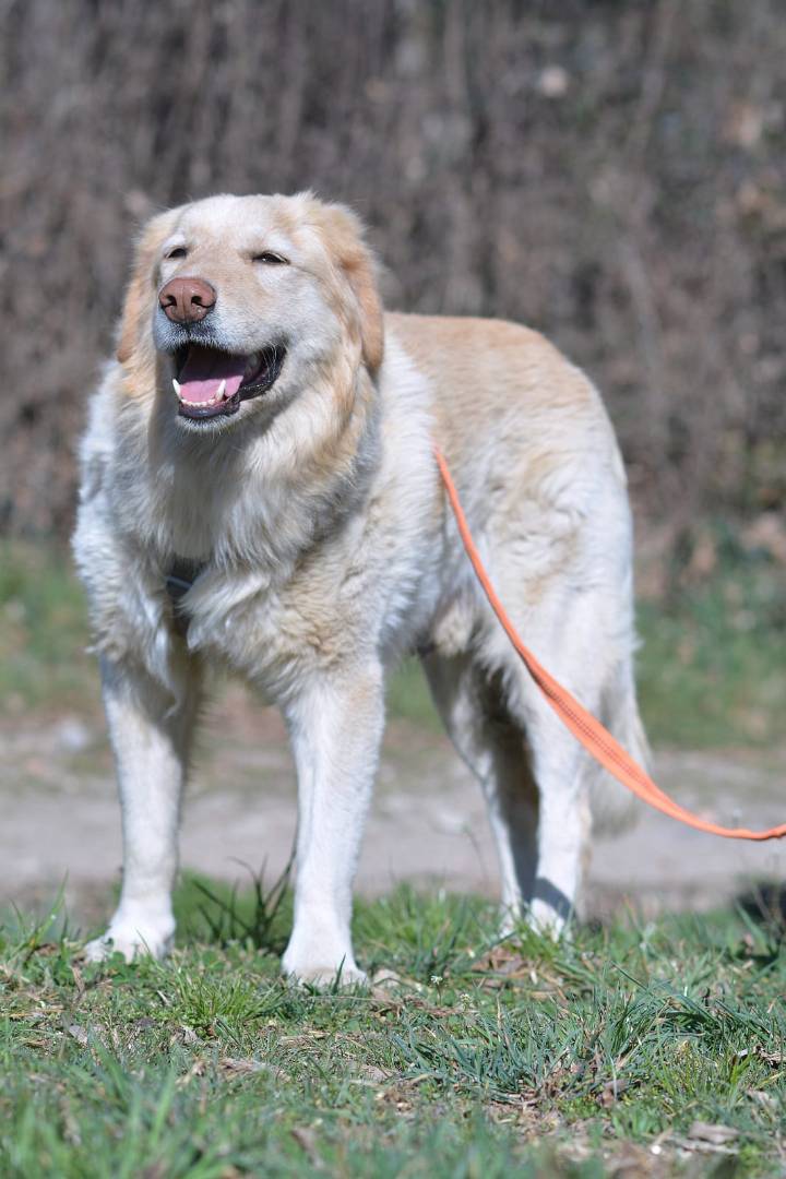 Vuoi adottare un cane a Como?