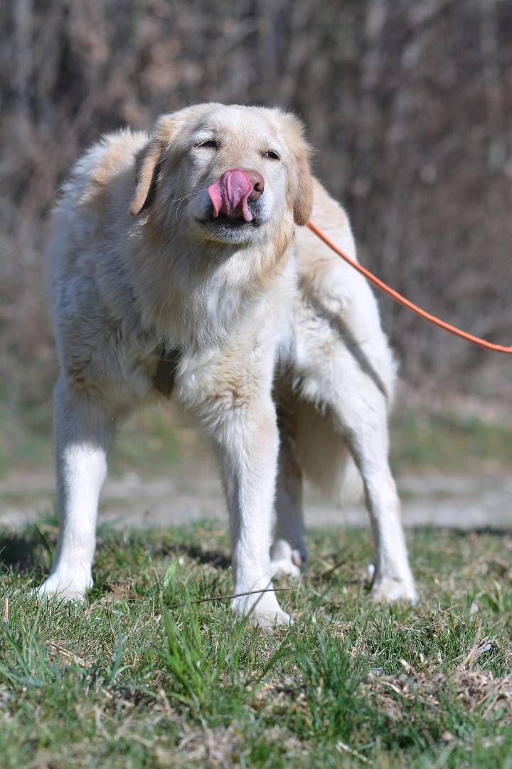 Adotta il cane GIOBBE a Como