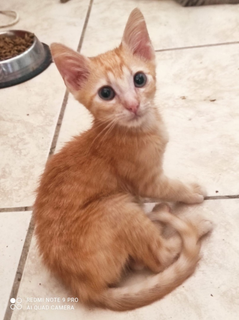 Adozione gatto, maschio, meticcio, 2 anni e 10 mesi, taglia non valida, Chieti