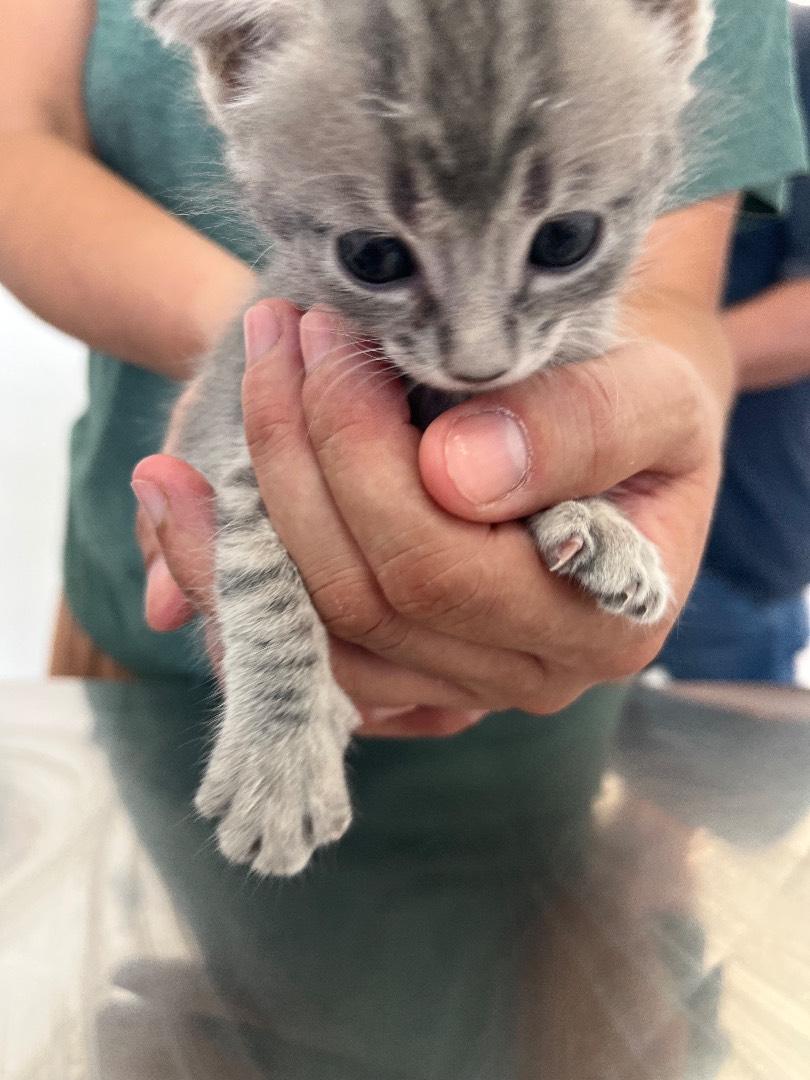 Adozione gatto, maschio, meticcio, 2 anni e 8 mesi, taglia non valida, Chieti