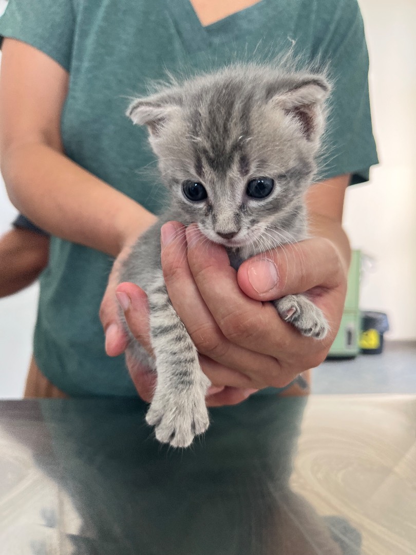 Adotta un gatto, maschio, 2 anni e 8 mesi, Chieti