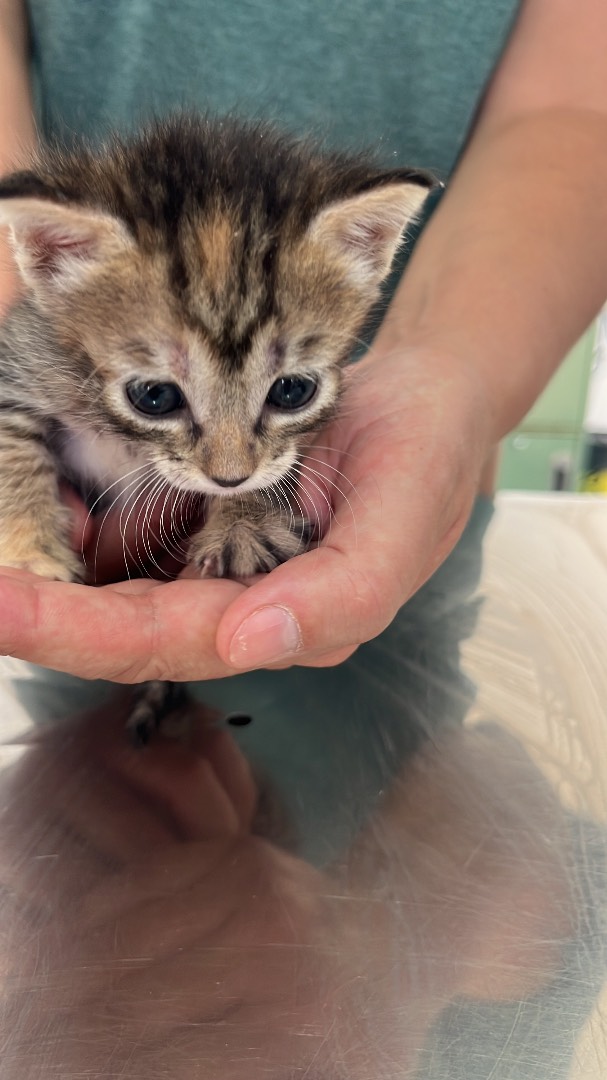 Adozione gatto, femmina, meticcio, 2 anni e 8 mesi, taglia non valida, Chieti