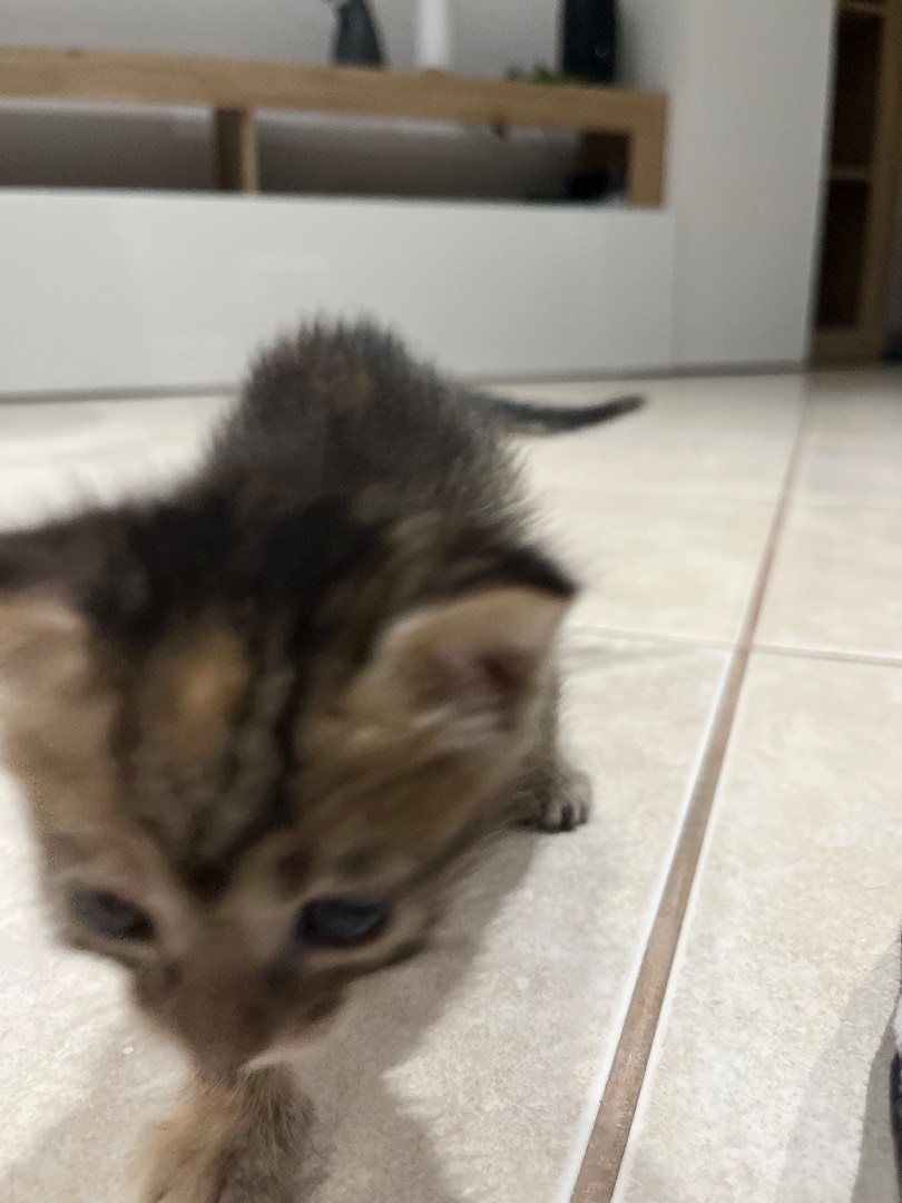 Adotta un gatto, taglia non valida, femmina, Chieti