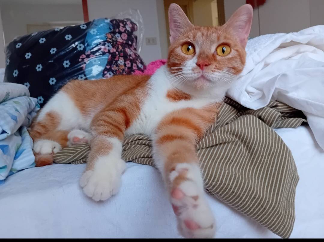 Adozione gatto, femmina, meticcio, 3 anni e 6 mesi, taglia non valida, Forl