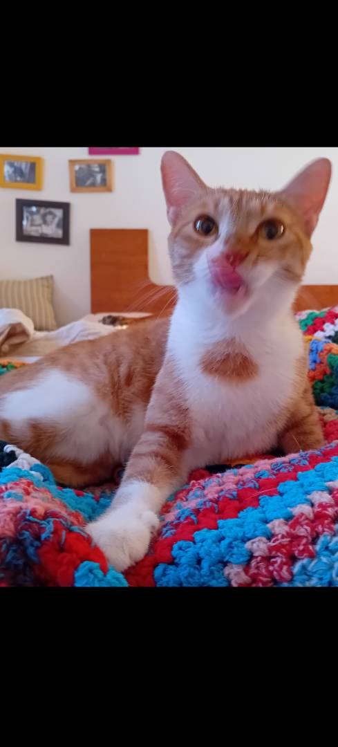 Vuoi adottare un gatto a Forl?