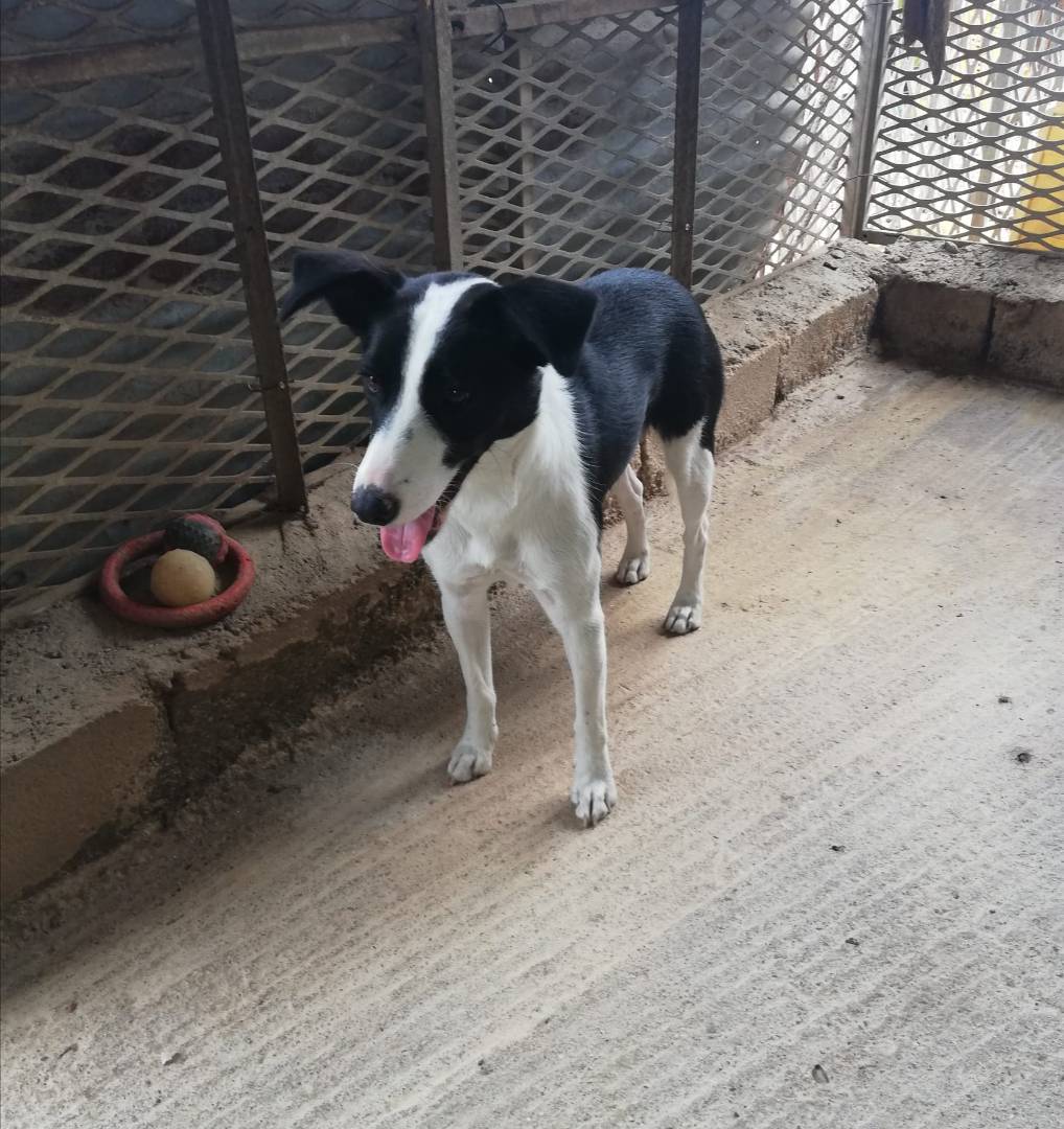 Adotta un cane, femmina, 2 anni  e 4 mesi , Messina