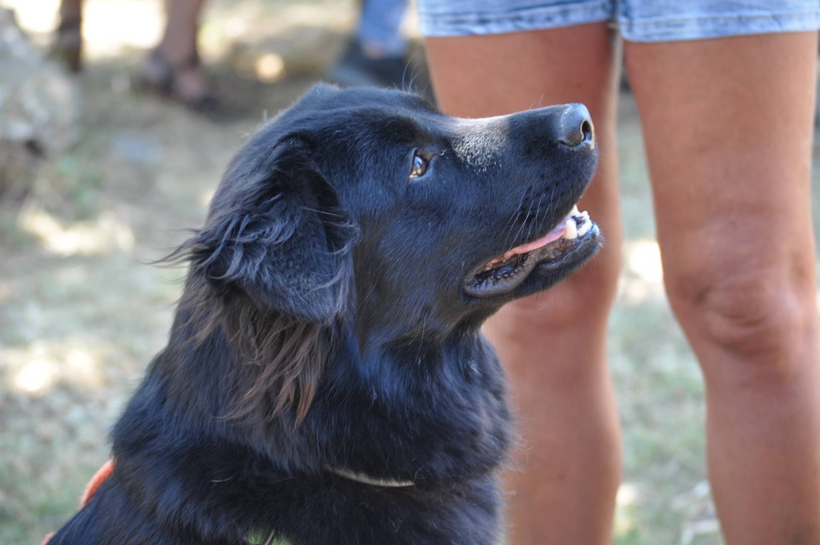 Adozione cane, femmina, Labrador Retriever Siberian Husky, 4 anni e 3 mesi, taglia media, Taranto