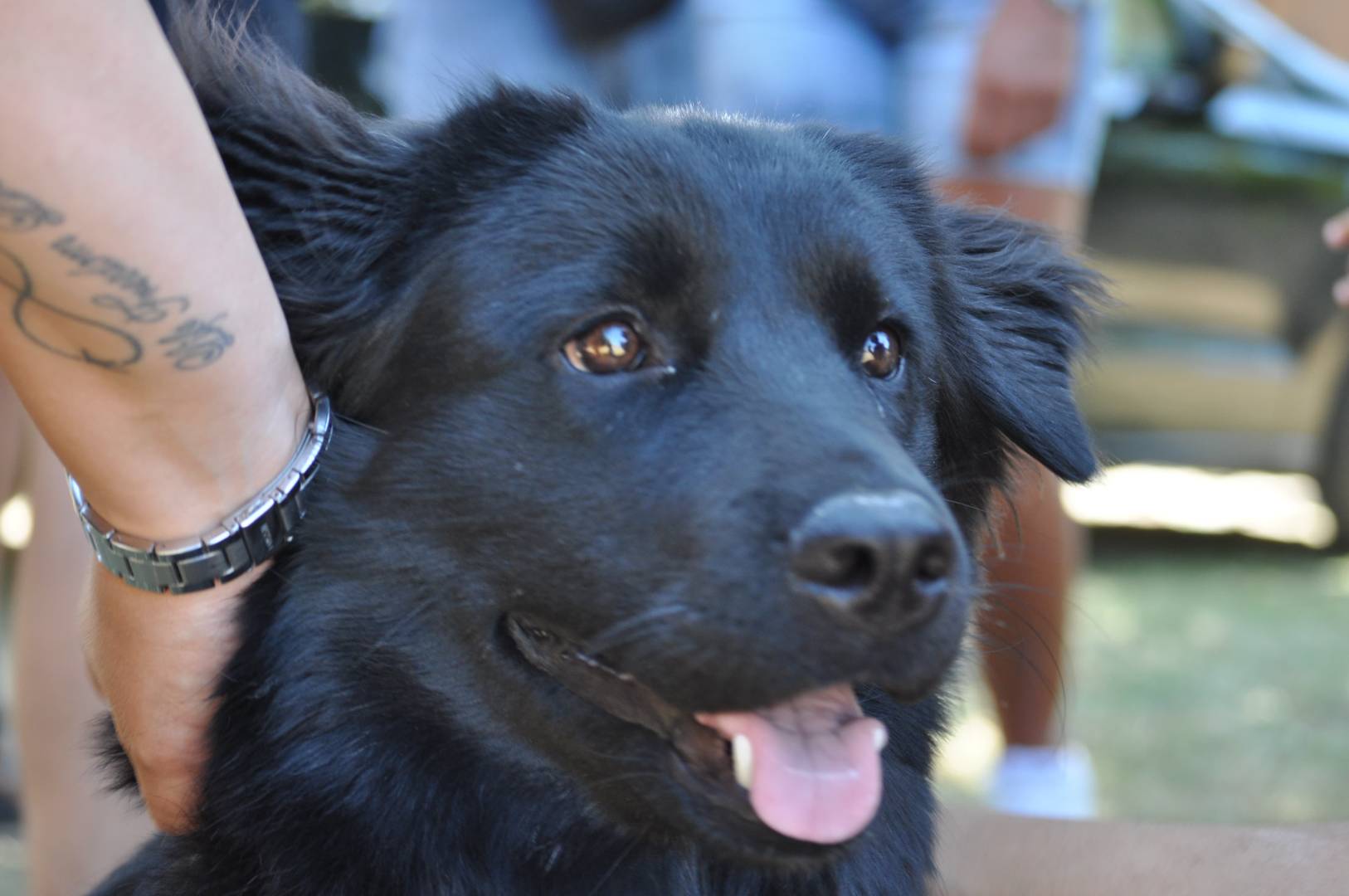 Adotta un cane, femmina, 4 anni e 3 mesi, Taranto