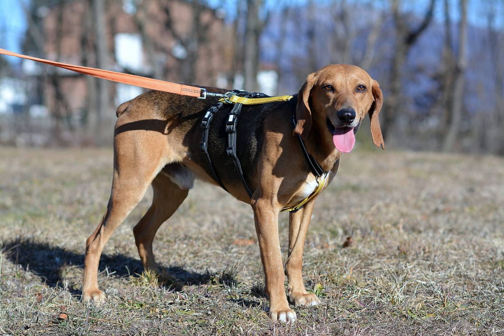 Adotta un cane, maschio, 4 anni  e 10 mesi , Como