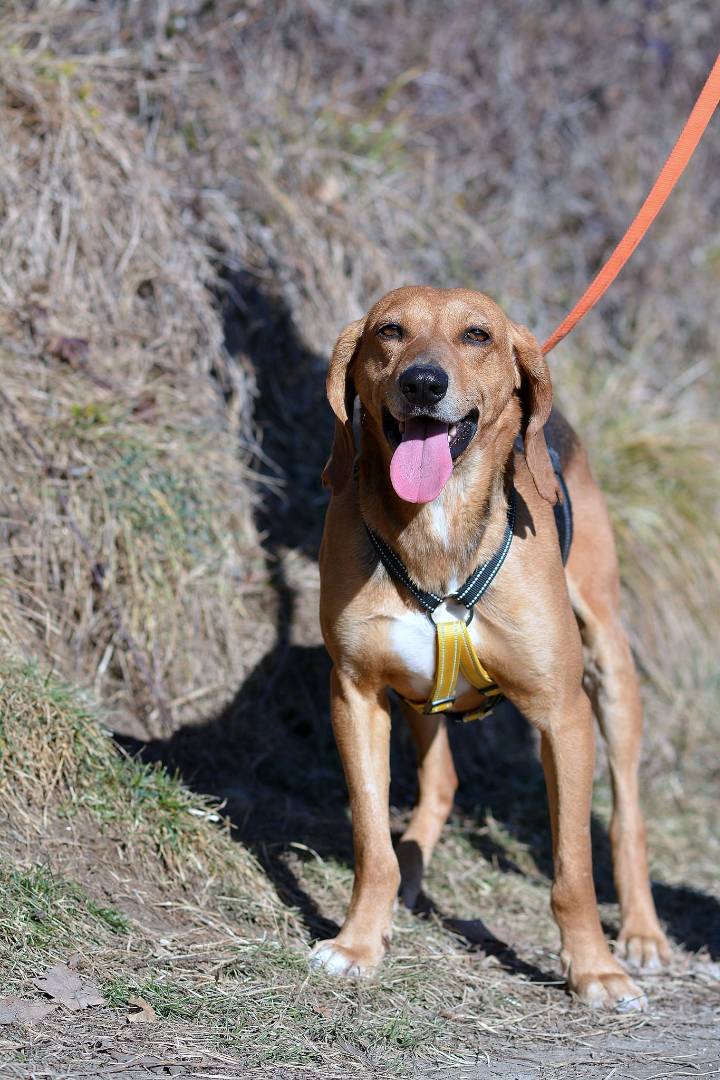Adotta un cane, taglia media, maschio, Como