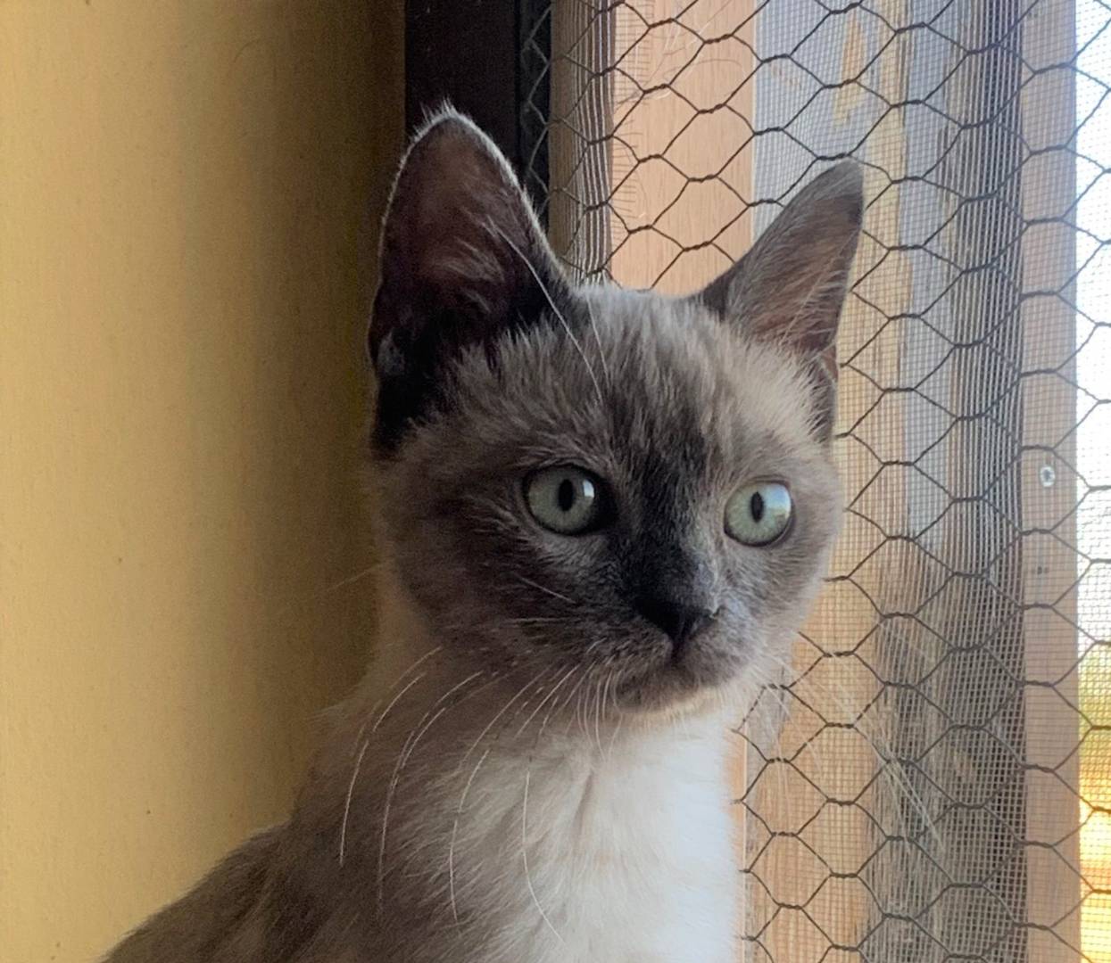 Adozione gatto, femmina, meticcio, 2 anni e 9 mesi, taglia non valida, Bologna