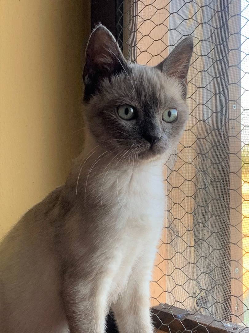 Adotta un gatto, femmina, 2 anni e 9 mesi, Bologna