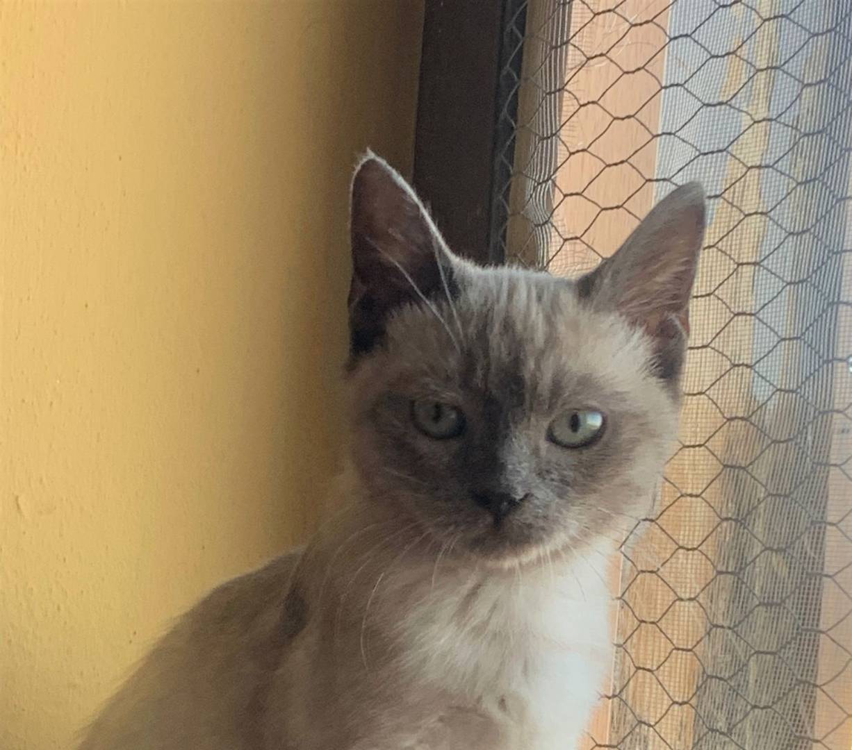 Adotta un gatto, taglia non valida, femmina, Bologna