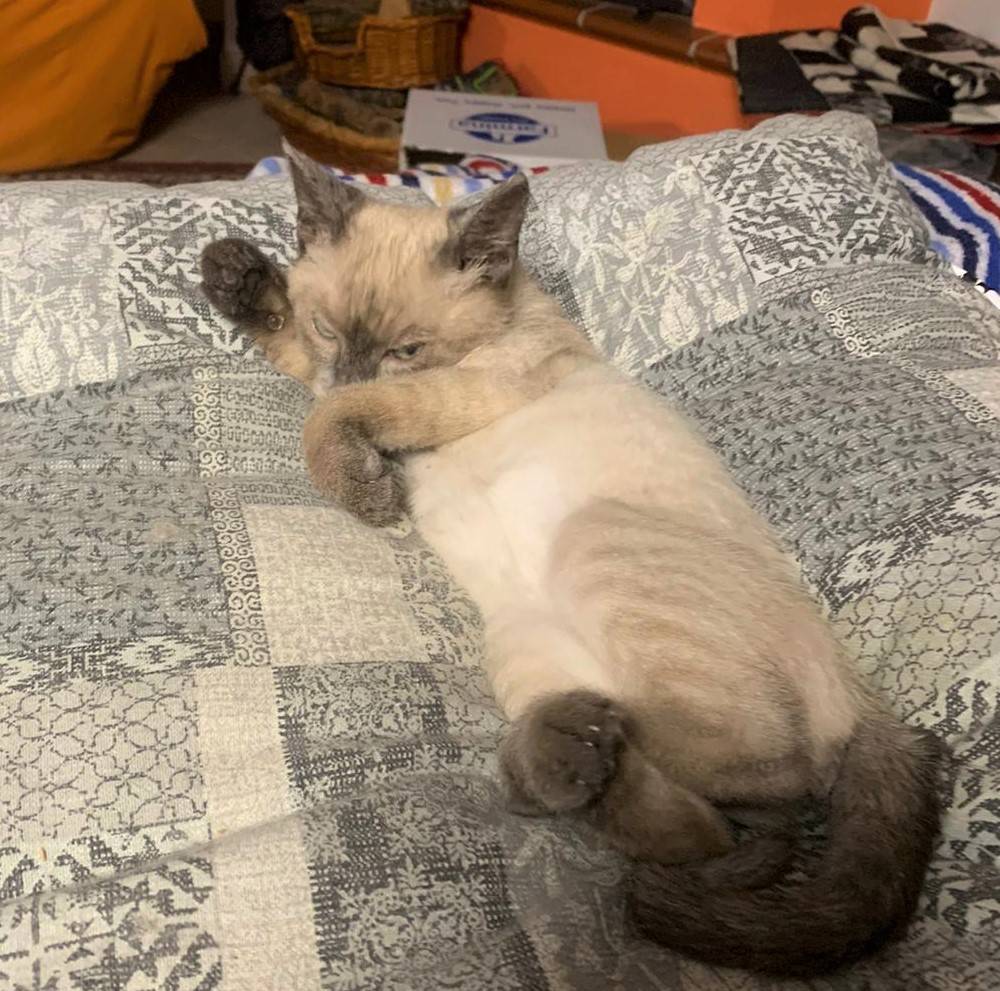 Vuoi adottare un gatto a Bologna?