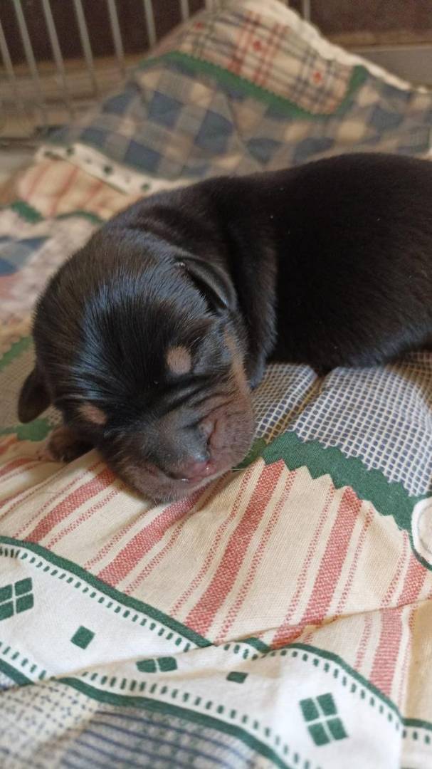 Adotta un cane, maschio, 2 anni e 9 mesi, Milano