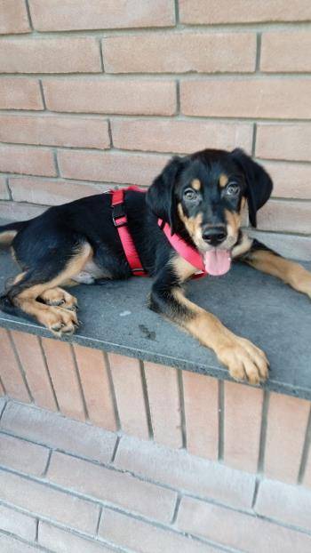 Adozione cane, maschio, Setter Inglese, 2 anni e 9 mesi, taglia media contenuta, Milano