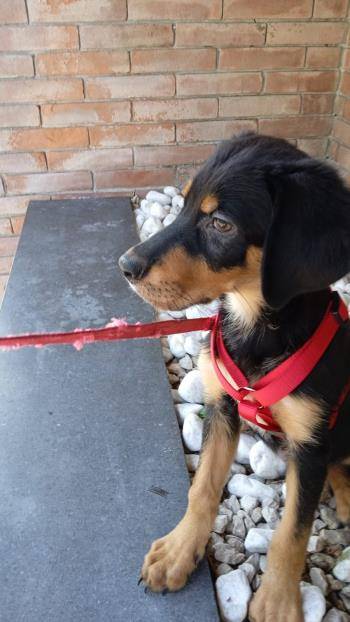 Adotta un cane, taglia media contenuta, maschio, Milano