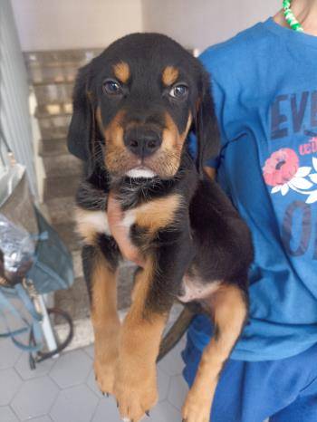 Vuoi adottare un cane a Milano?