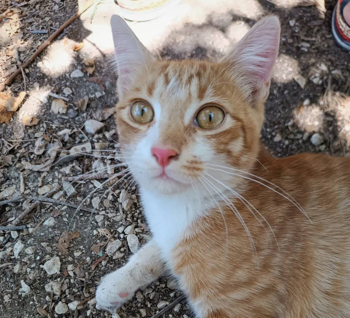 Adotta un gatto, maschio, 1 anno e 11 mesi , Bologna