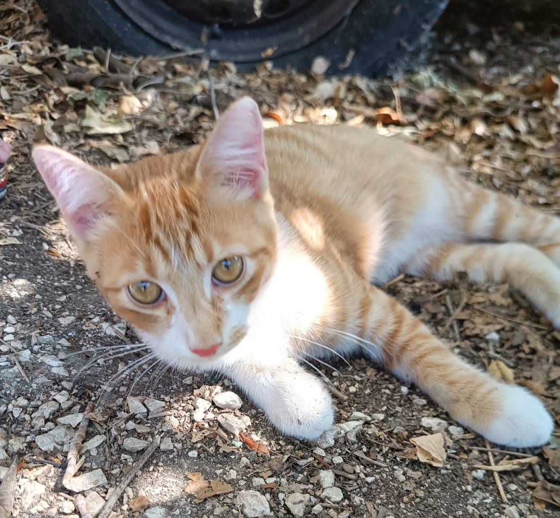 Adotta un gatto, taglia non valida, maschio, Bologna