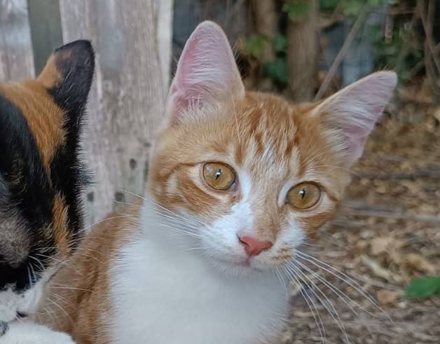 Foto dell'animale