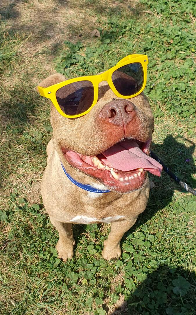 Vuoi adottare un cane a Caserta?