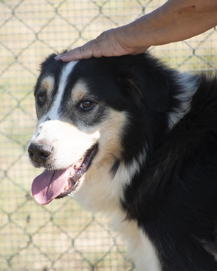 Adotta un cane, maschio, 8 anni  e 6 mesi , Roma