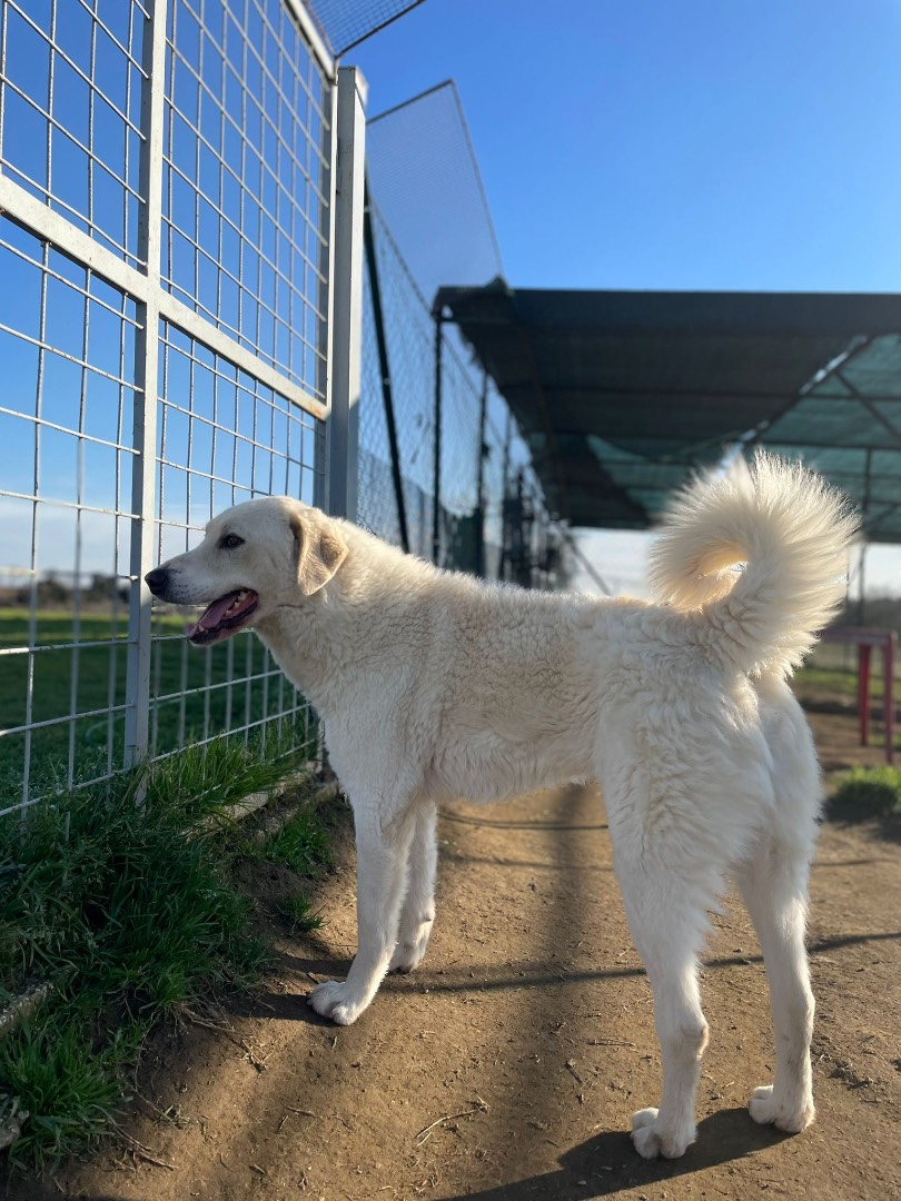 Adotta un cane, maschio, 5 anni  e 5 mesi , Roma