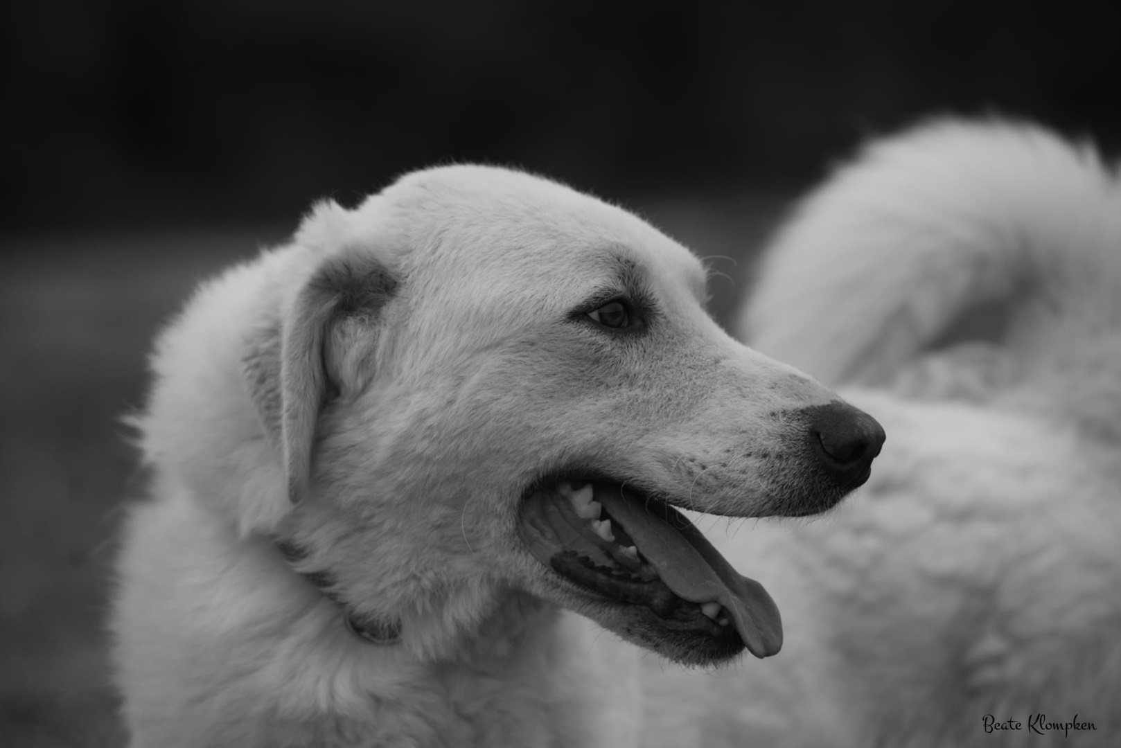 Vuoi adottare un cane a Roma?