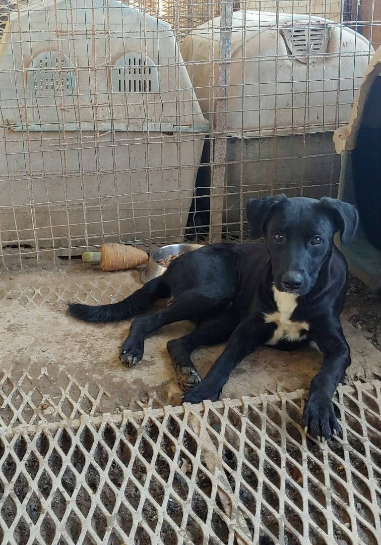 Adotta un cane, taglia media, maschio, Messina