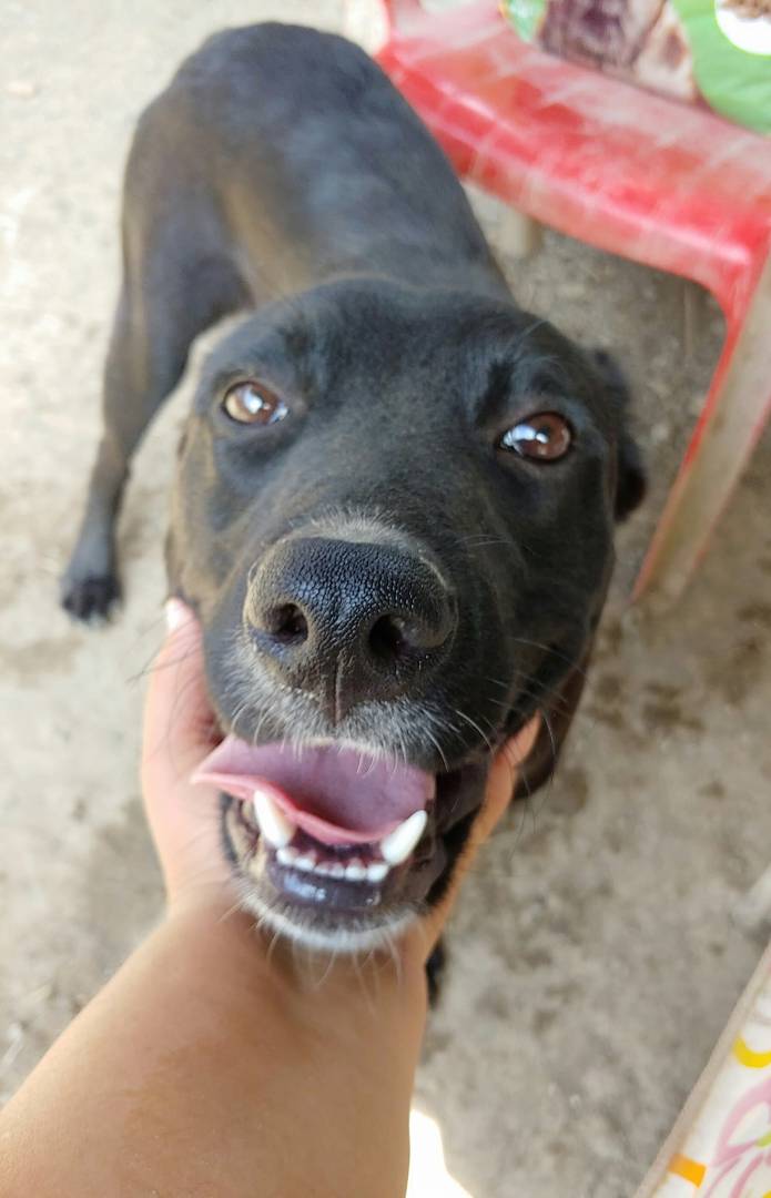 Adotta il cane Mosè a Messina