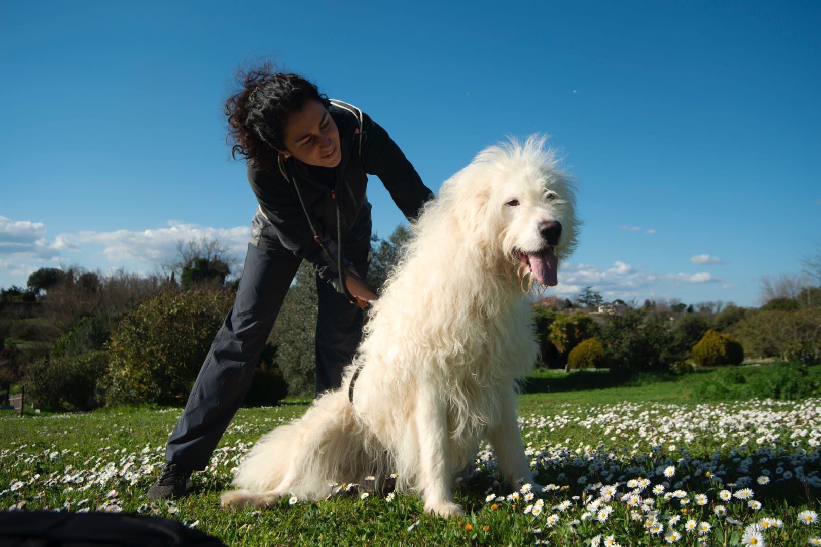 Adotta un cane, maschio, 4 anni  e 6 mesi , Roma