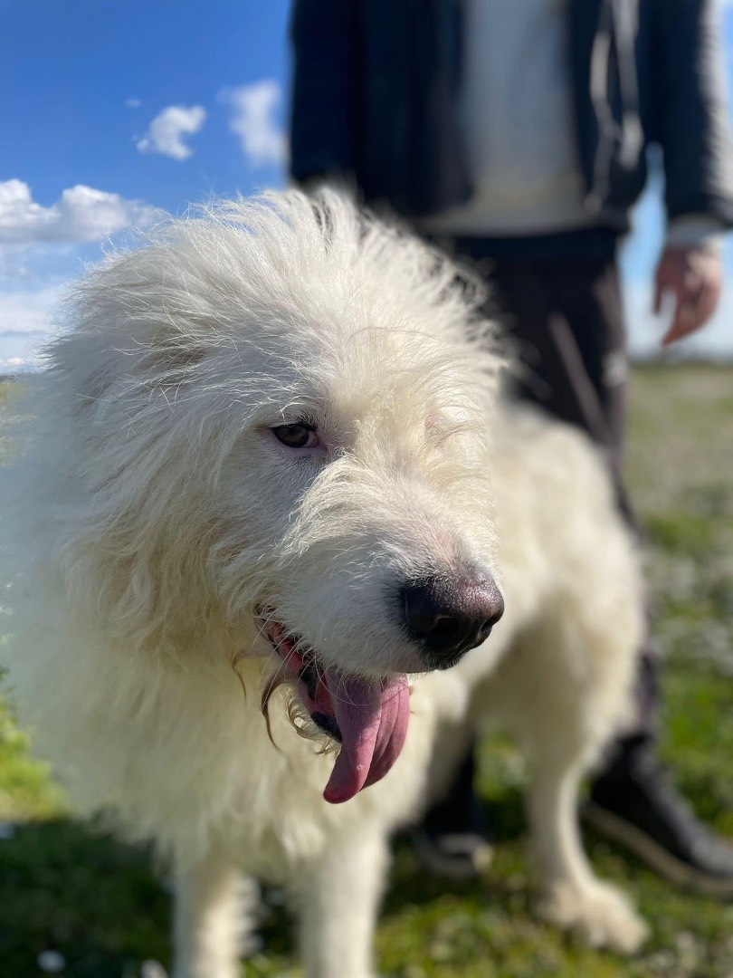 Vuoi adottare un cane a Roma?
