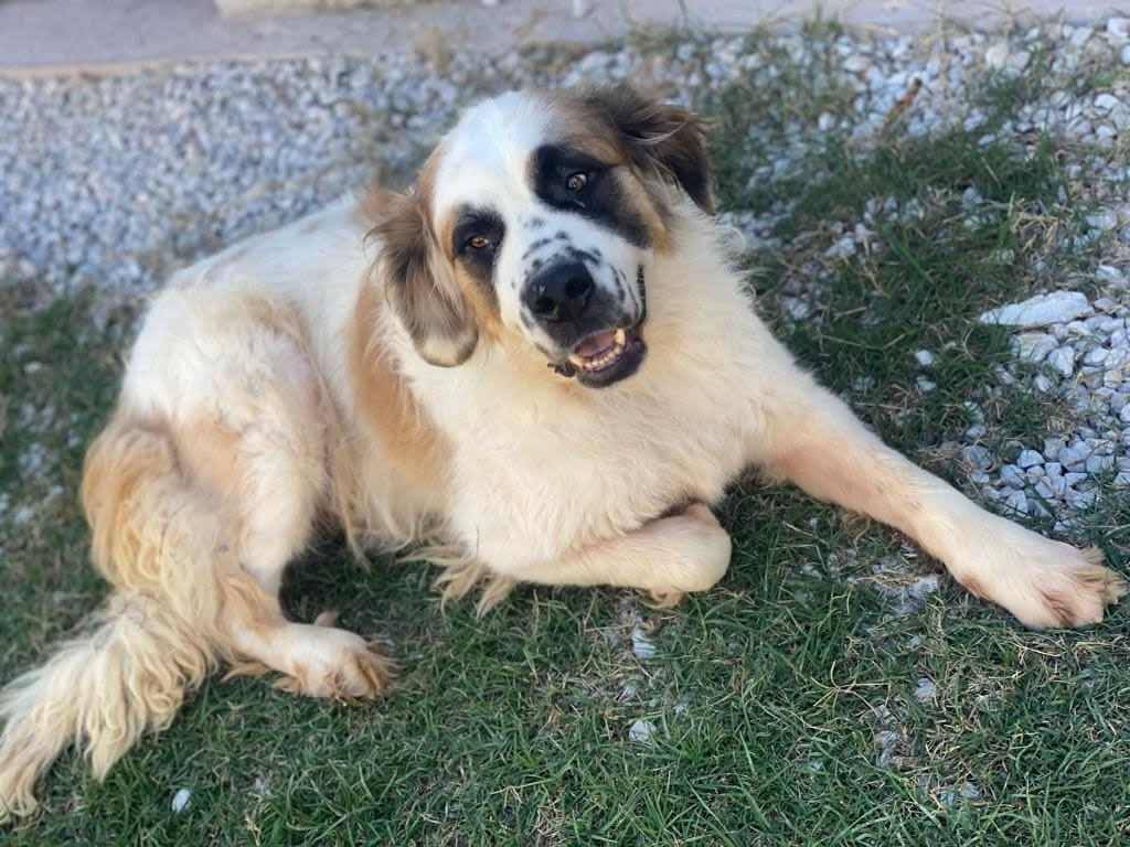 Adotta un cane, taglia gigante, maschio, Firenze
