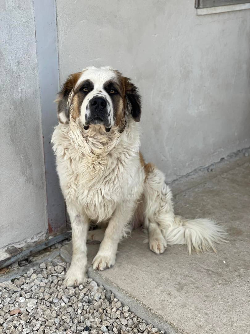 Adotta un cane, maschio, 6 anni  e 7 mesi , Firenze