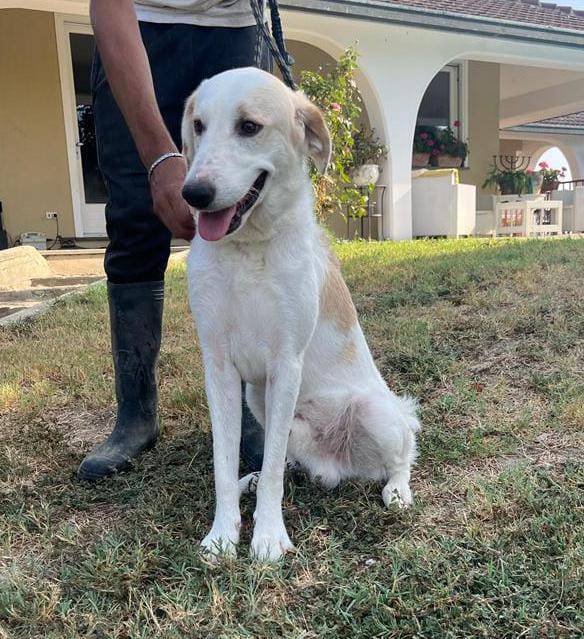 Adotta un cane, maschio, 4 anni e 11 mesi, Pavia