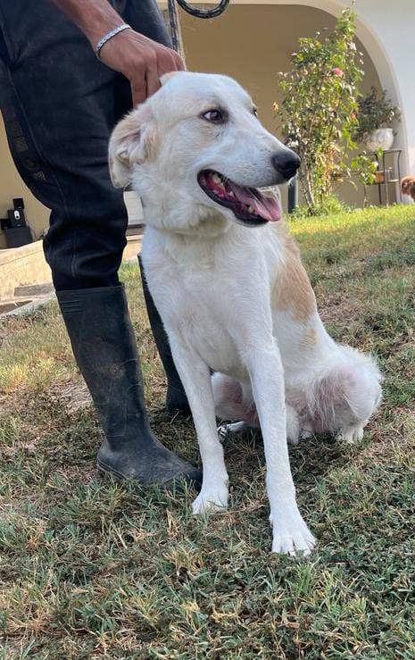Adotta un cane, taglia media, maschio, Pavia