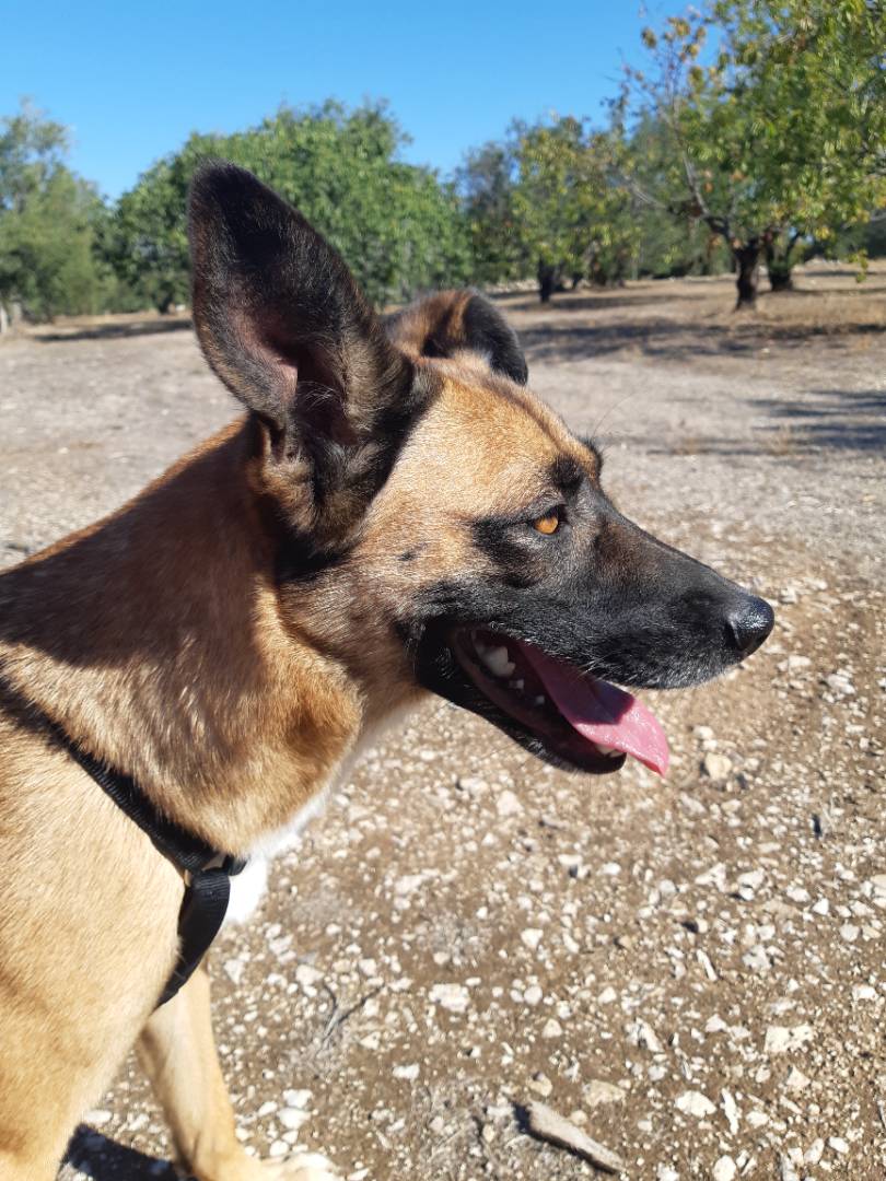 Foto dell'animale