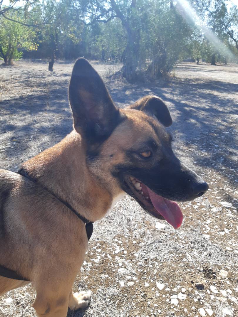 Adotta un cane, femmina, 4 anni  e 11 mesi , Barletta