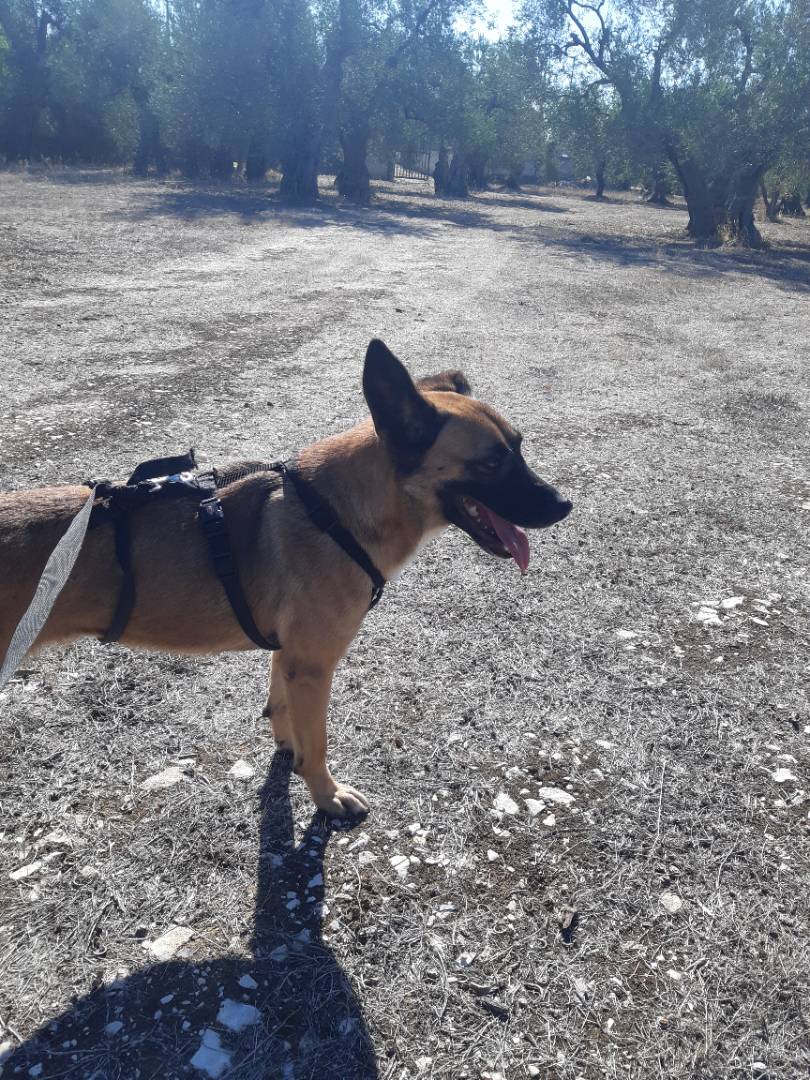 Adotta un cane, taglia media, femmina, Barletta