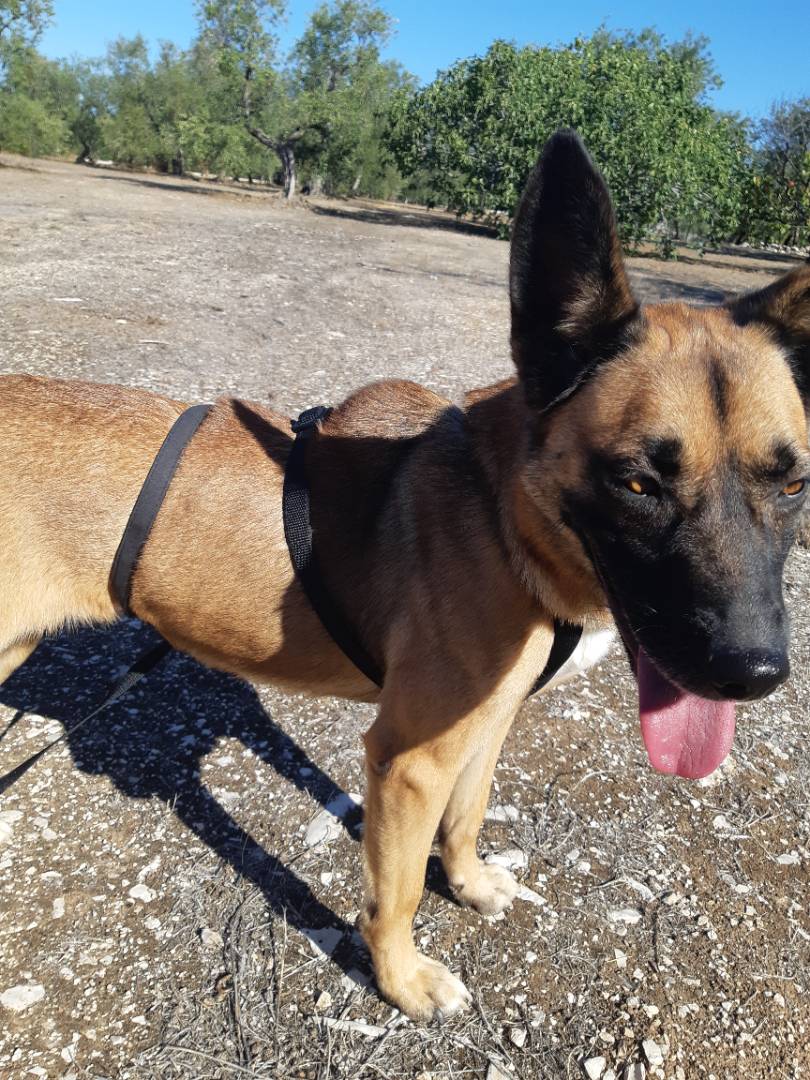 Vuoi adottare un cane a Barletta?
