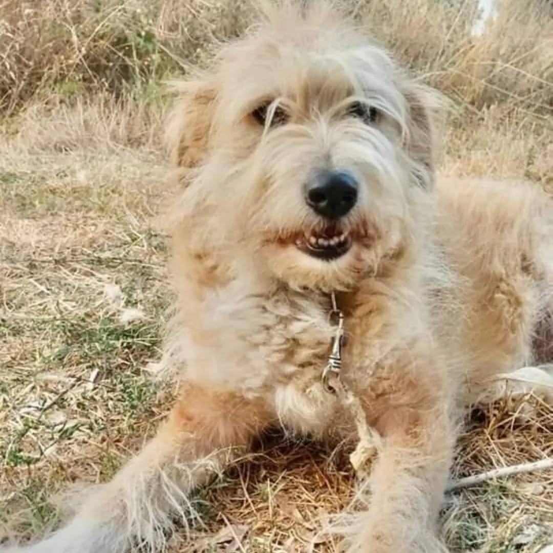 Adotta un cane, femmina, 8 anni e 10 mesi, Crotone