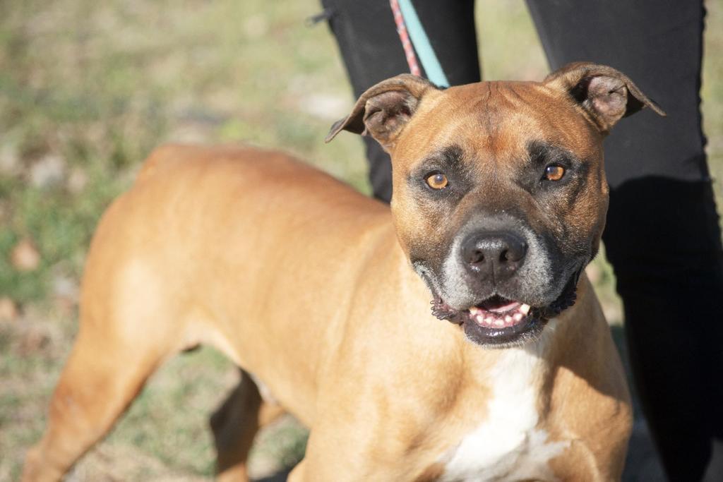 Adotta un cane, maschio, 9 anni  e 4 mesi , Roma