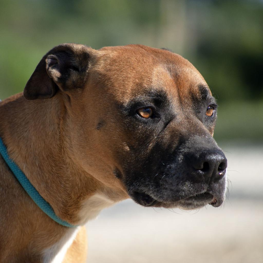 Adotta un cane, taglia media, maschio, Roma