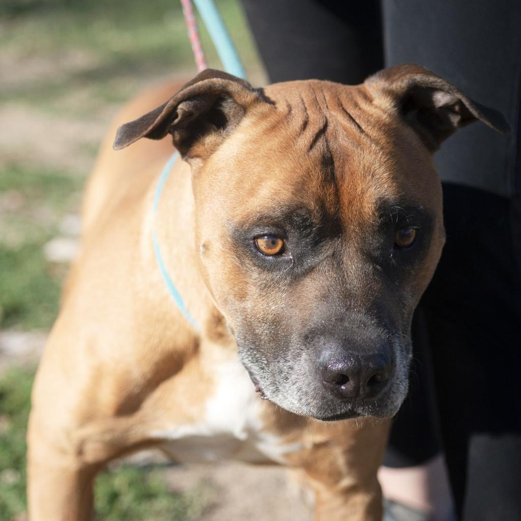 Adotta il cane Rocky a Roma