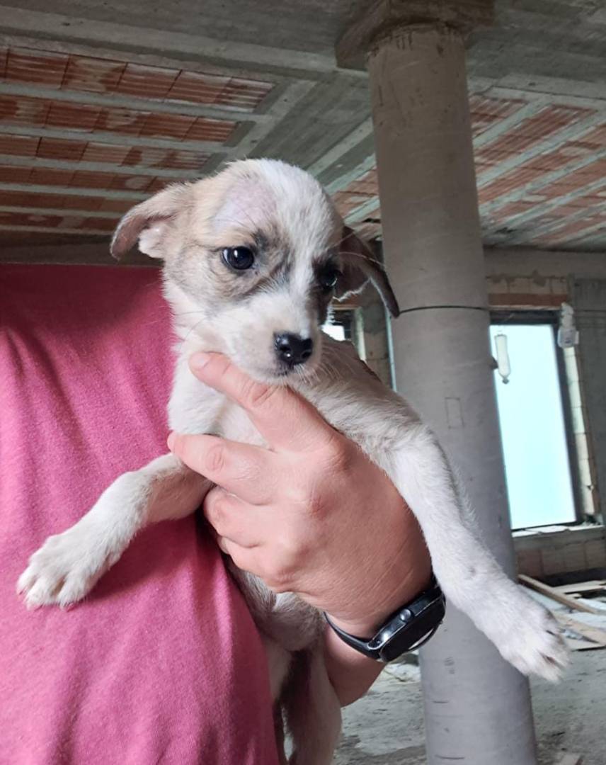 Adozione cane, femmina, meticcio, 2 anni e 4 mesi, taglia media contenuta, Crotone