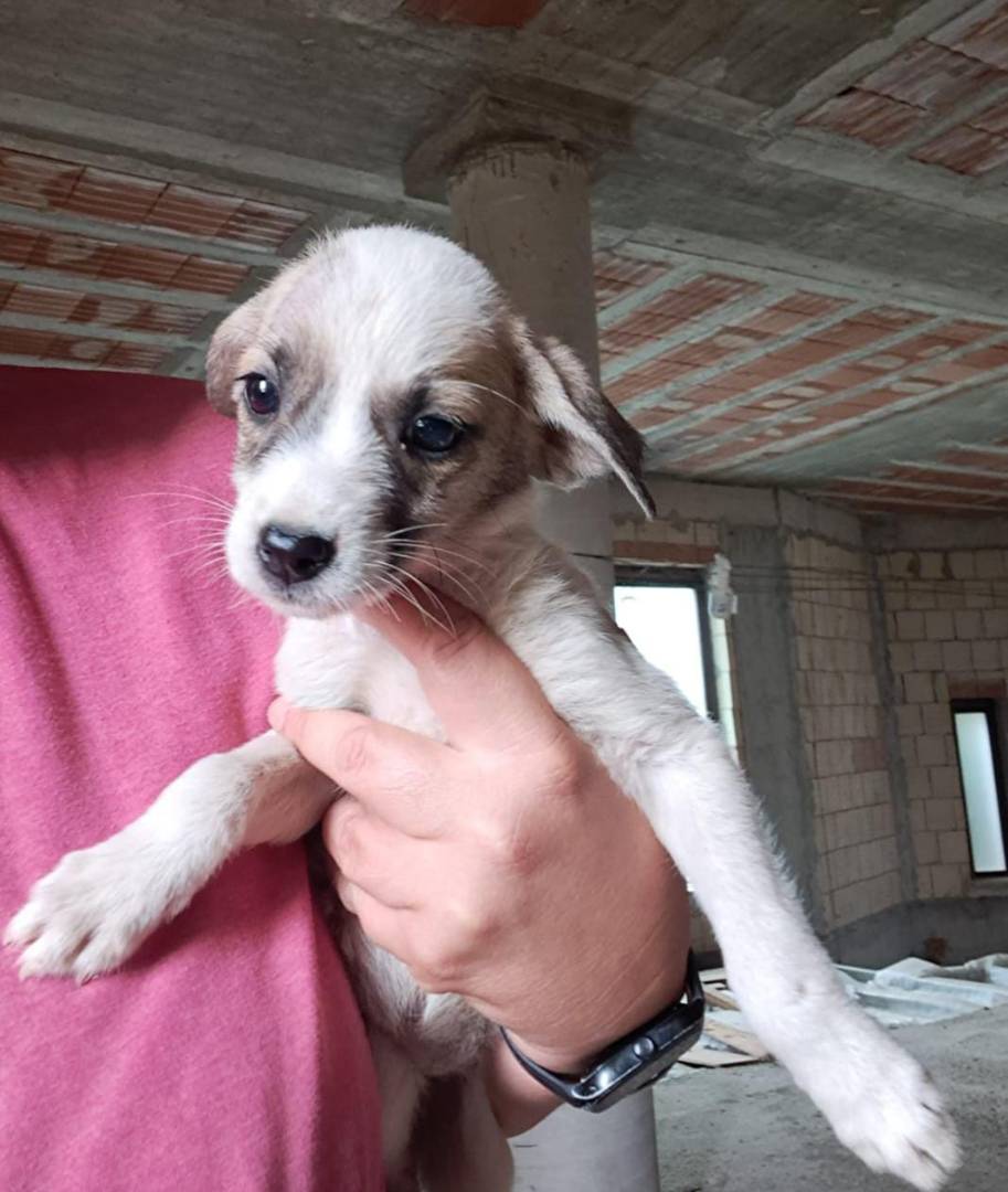 Adotta un cane, taglia media contenuta, femmina, Crotone