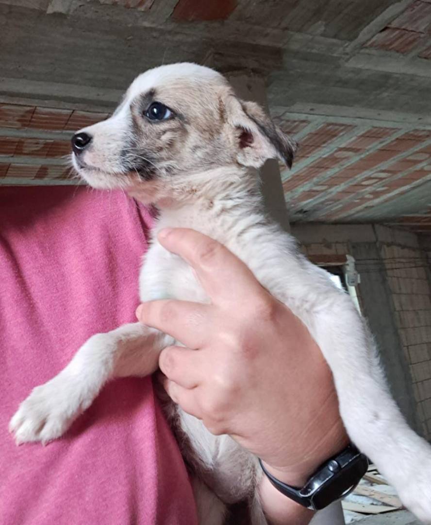 Vuoi adottare un cane a Crotone?