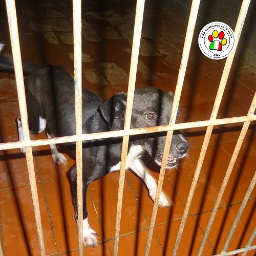 Adozione cane, maschio, meticcio, 4 anni, taglia piccola, Como