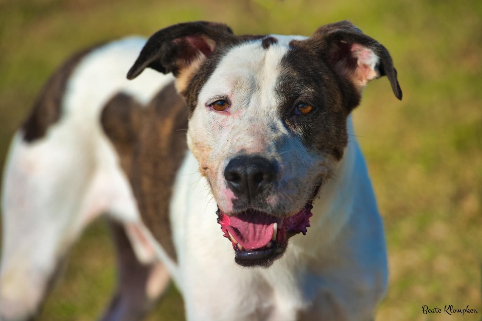 Adozione cane, maschio, meticcio, 8 anni e 7 mesi, taglia media, Roma